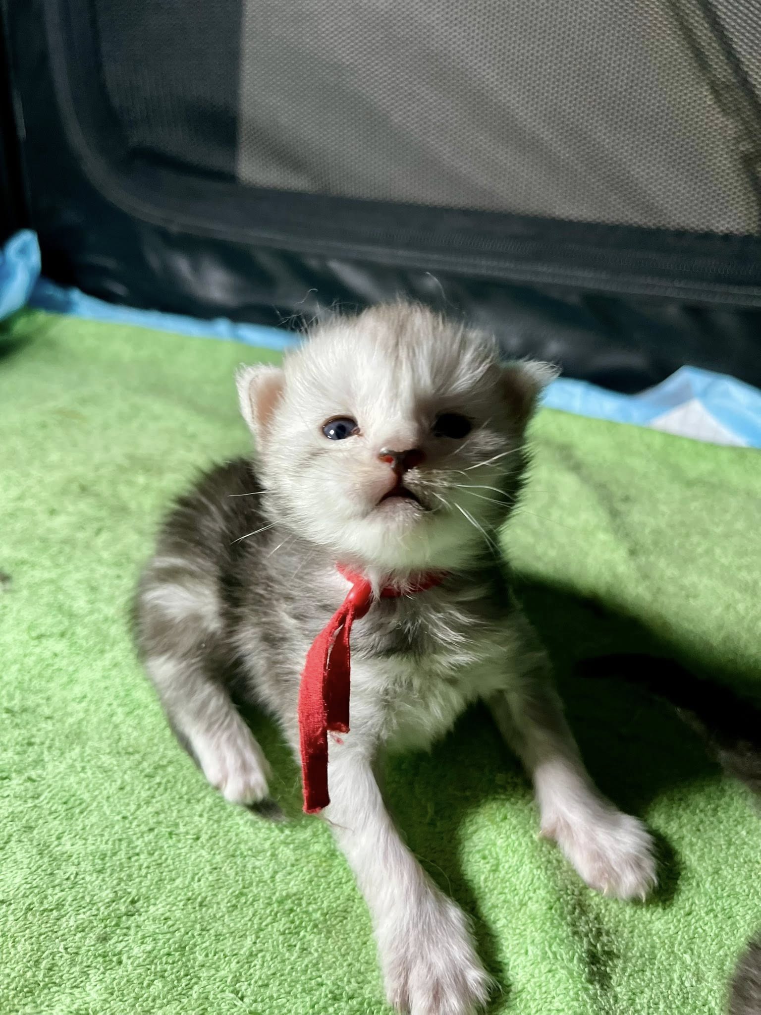 Ankle Biter