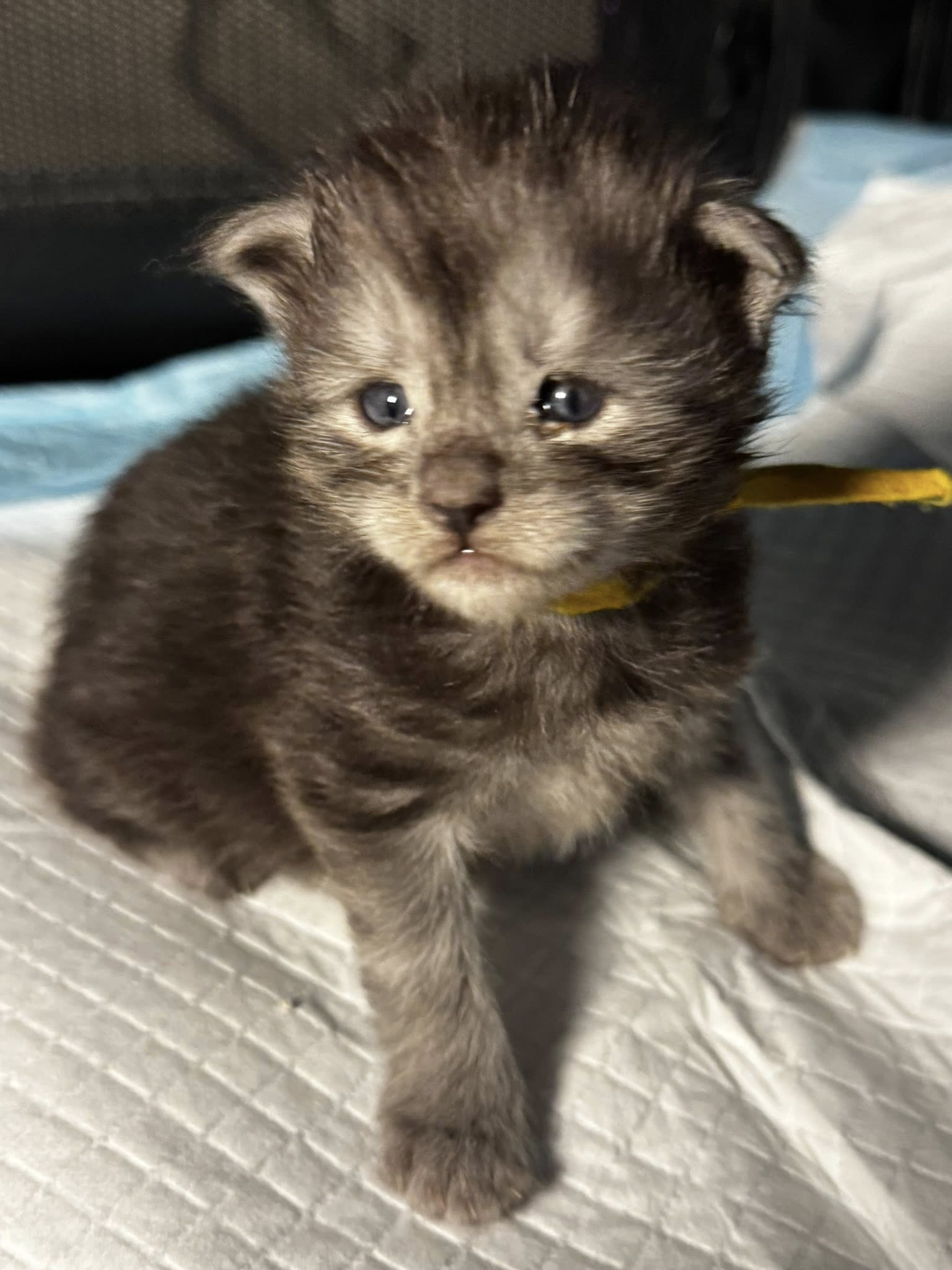 Axel