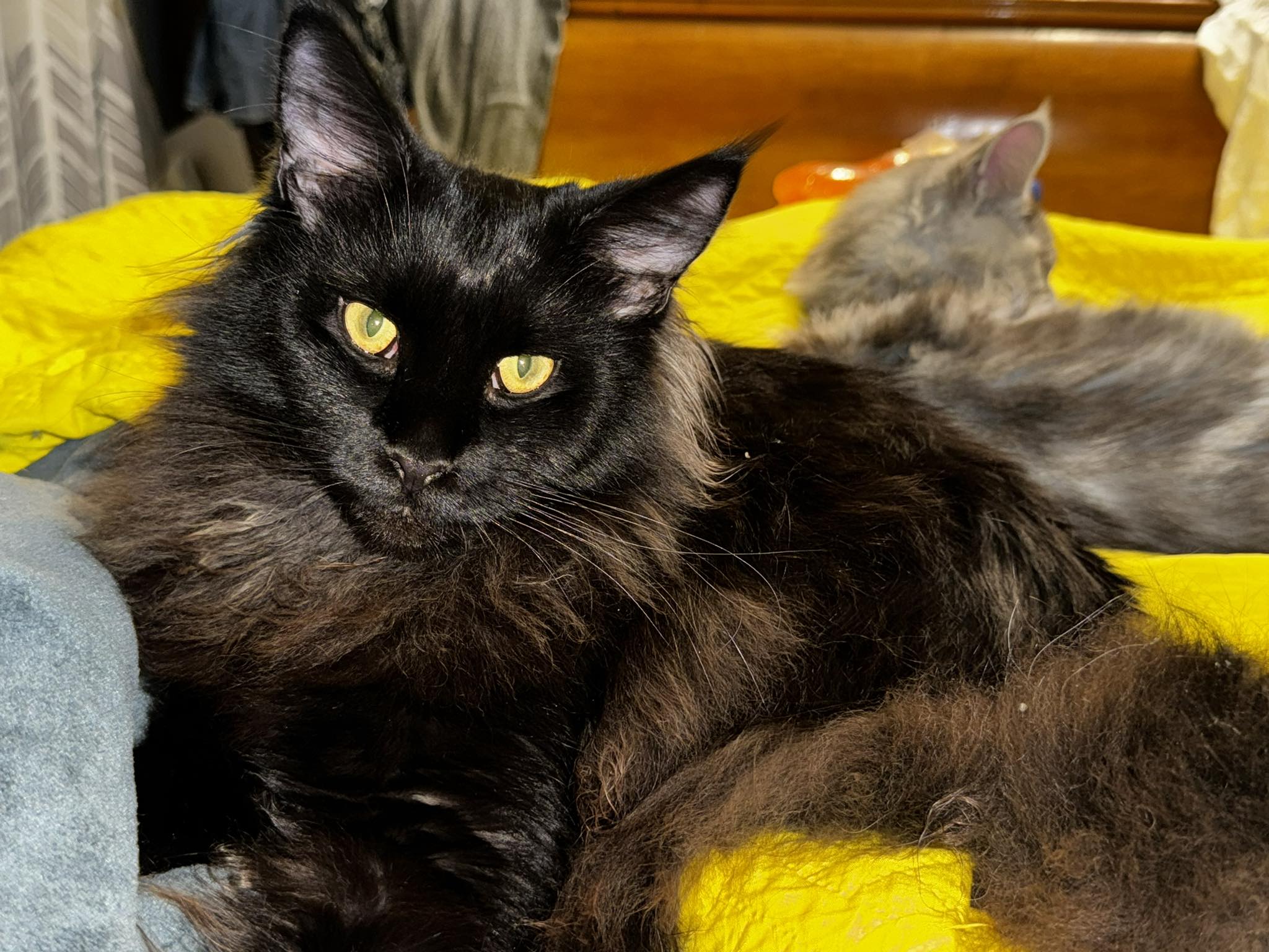 Cercie